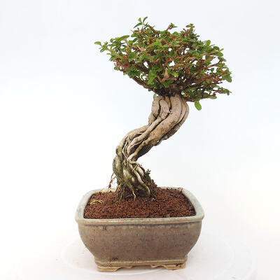 Izbová bonsai - Premna serratifolia - Kozlovoň malolistá - 4