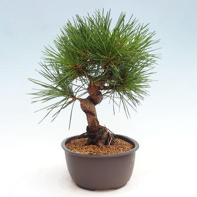 Vonkajší bonsai - Pinus thunbergii - Borovica thunbergova - 4