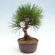 Vonkajší bonsai - Pinus thunbergii - Borovica thunbergova - 4/4