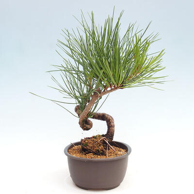 Vonkajší bonsai - Pinus thunbergii - Borovica thunbergova - 4