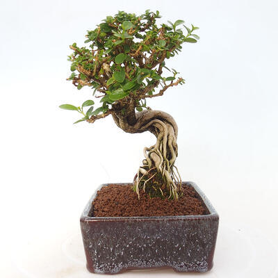 Izbová bonsai - Premna serratifolia - Kozlovoň malolistá - 4