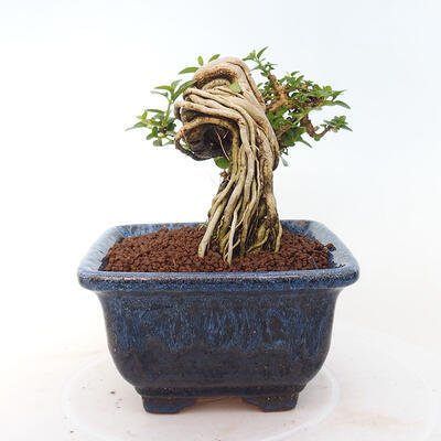 Izbová bonsai - Premna serratifolia - Kozlovoň malolistá - 4