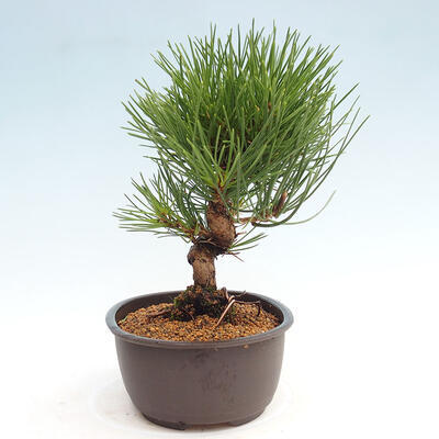 Vonkajší bonsai - Pinus thunbergii - Borovica thunbergova - 4