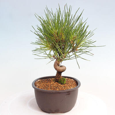 Vonkajší bonsai - Pinus thunbergii - Borovica thunbergova - 4