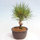 Vonkajší bonsai - Pinus thunbergii - Borovica thunbergova - 4/4