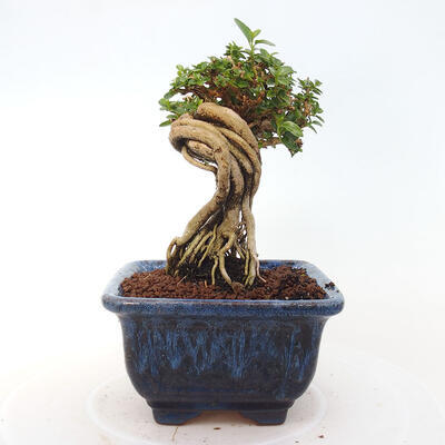 Izbová bonsai - Premna serratifolia - Kozlovoň malolistá - 4