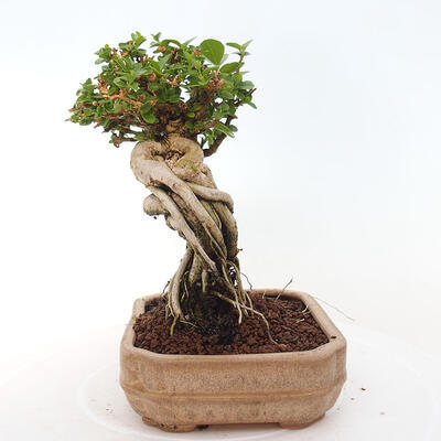 Izbová bonsai - Premna serratifolia - Kozlovoň malolistá - 4