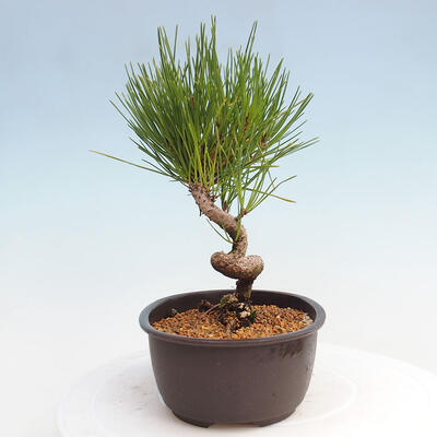 Vonkajší bonsai - Pinus thunbergii - Borovica thunbergova - 4