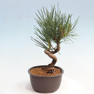 Vonkajší bonsai - Pinus thunbergii - Borovica thunbergova - 4