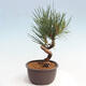 Vonkajší bonsai - Pinus thunbergii - Borovica thunbergova - 4/4