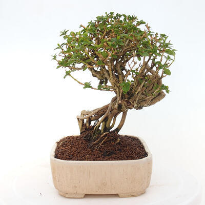 Izbová bonsai - Premna serratifolia - Kozlovoň malolistá - 4