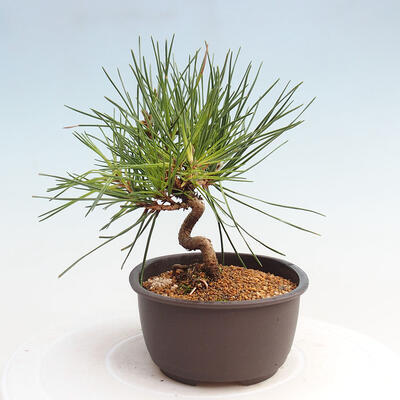 Vonkajší bonsai - Pinus thunbergii - Borovica thunbergova - 4