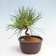 Vonkajší bonsai - Pinus thunbergii - Borovica thunbergova - 4/4