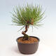 Vonkajší bonsai - Pinus thunbergii - Borovica thunbergova - 4/4