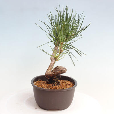 Vonkajší bonsai - Pinus thunbergii - Borovica thunbergova - 4