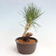 Vonkajší bonsai - Pinus thunbergii - Borovica thunbergova - 4/4