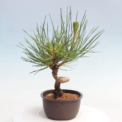 Vonkajší bonsai - Pinus thunbergii - Borovica thunbergova - 4