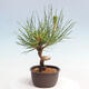 Vonkajší bonsai - Pinus thunbergii - Borovica thunbergova - 4/4