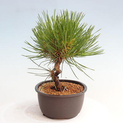 Vonkajší bonsai - Pinus thunbergii - Borovica thunbergova - 4