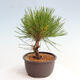 Vonkajší bonsai - Pinus thunbergii - Borovica thunbergova - 4/4