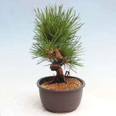 Vonkajší bonsai - Pinus thunbergii - Borovica thunbergova - 4