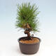 Vonkajší bonsai - Pinus thunbergii - Borovica thunbergova - 4/4