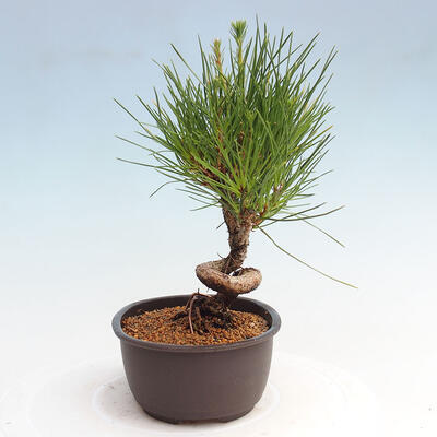 Vonkajší bonsai - Pinus thunbergii - Borovica thunbergova - 4