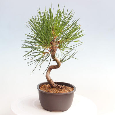 Vonkajší bonsai - Pinus thunbergii - Borovica thunbergova - 4