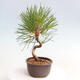 Vonkajší bonsai - Pinus thunbergii - Borovica thunbergova - 4/4