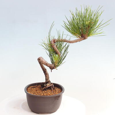 Vonkajší bonsai - Pinus thunbergii - Borovica thunbergova - 4