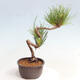 Vonkajší bonsai - Pinus thunbergii - Borovica thunbergova - 4/4