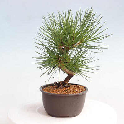 Vonkajší bonsai - Pinus thunbergii - Borovica thunbergova - 4