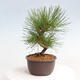 Vonkajší bonsai - Pinus thunbergii - Borovica thunbergova - 4/4