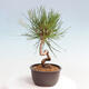 Vonkajší bonsai - Pinus thunbergii - Borovica thunbergova - 4/4