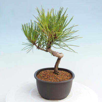 Vonkajší bonsai - Pinus thunbergii - Borovica thunbergova - 4