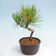 Vonkajší bonsai - Pinus thunbergii - Borovica thunbergova - 4/4