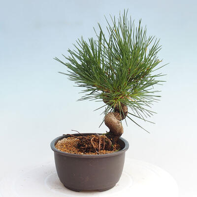 Vonkajší bonsai - Pinus thunbergii - Borovica thunbergova - 4