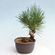 Vonkajší bonsai - Pinus thunbergii - Borovica thunbergova - 4/4