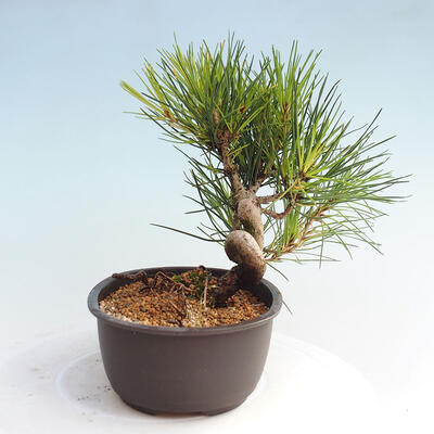 Vonkajší bonsai - Pinus thunbergii - Borovica thunbergova - 4