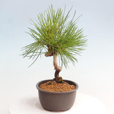 Vonkajší bonsai - Pinus thunbergii - Borovica thunbergova - 4