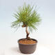 Vonkajší bonsai - Pinus thunbergii - Borovica thunbergova - 4/4