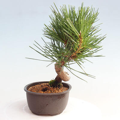 Vonkajší bonsai - Pinus thunbergii - Borovica thunbergova - 4