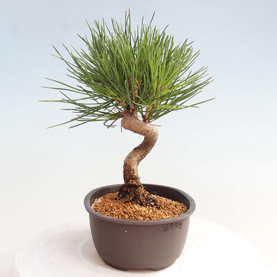 Vonkajší bonsai - Pinus thunbergii - Borovica thunbergova - 4