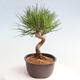 Vonkajší bonsai - Pinus thunbergii - Borovica thunbergova - 4/4