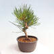 Vonkajší bonsai - Pinus thunbergii - Borovica thunbergova - 4/4