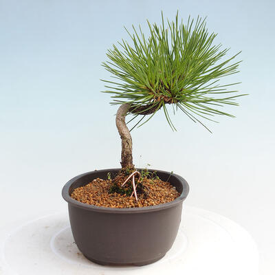 Vonkajší bonsai - Pinus thunbergii - Borovica thunbergova - 4