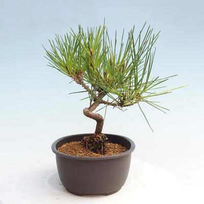 Vonkajší bonsai - Pinus thunbergii - Borovica thunbergova - 4