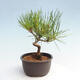 Vonkajší bonsai - Pinus thunbergii - Borovica thunbergova - 4/4