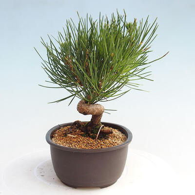 Vonkajší bonsai - Pinus thunbergii - Borovica thunbergova - 4