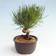 Vonkajší bonsai - Pinus thunbergii - Borovica thunbergova - 4/4